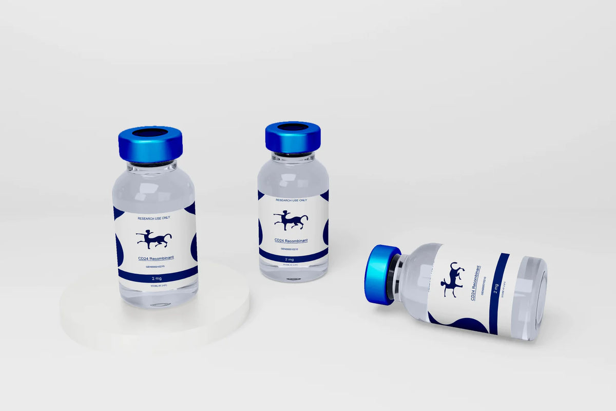 AN3 CA Cell Line