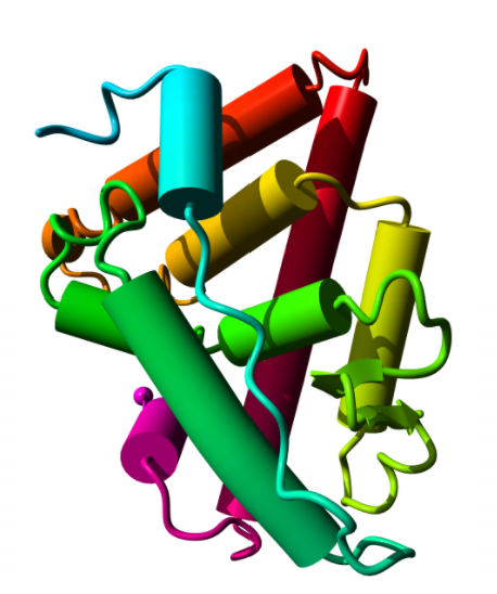 Human Plateable  Hepatocytes From Whole Livers